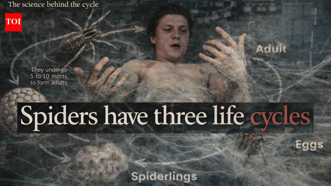 'Spiders have three life cycles': The real science behind Spider-Man's most unsettling trailer yet
