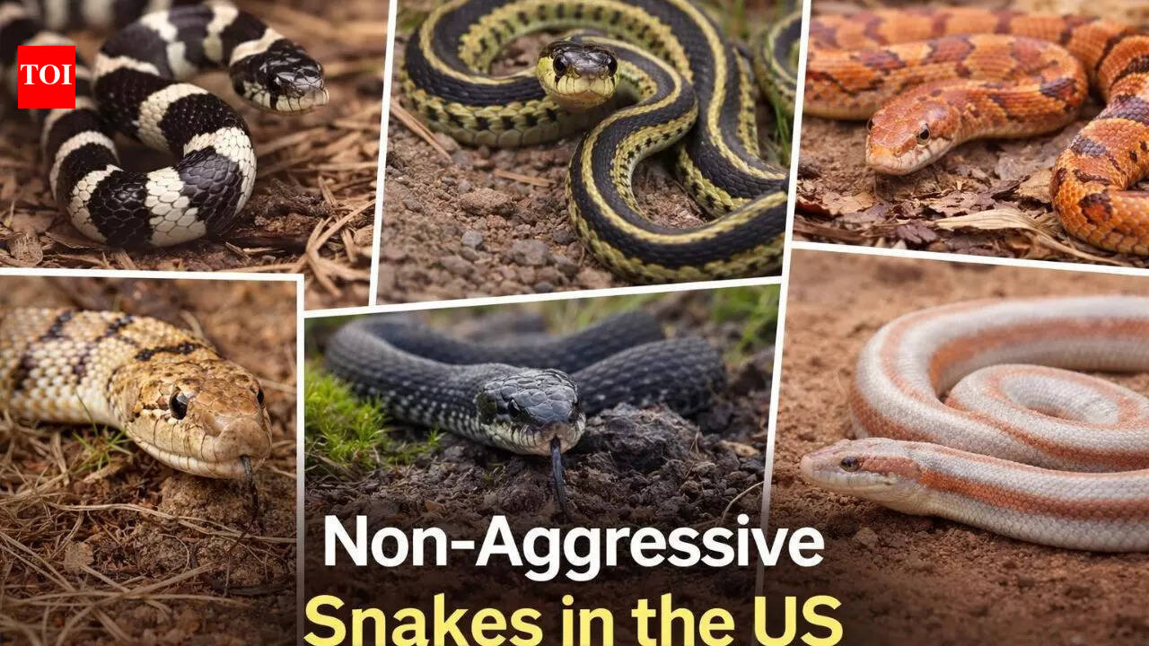Think all snakes are dangerous? These calm US species are mostly harmless