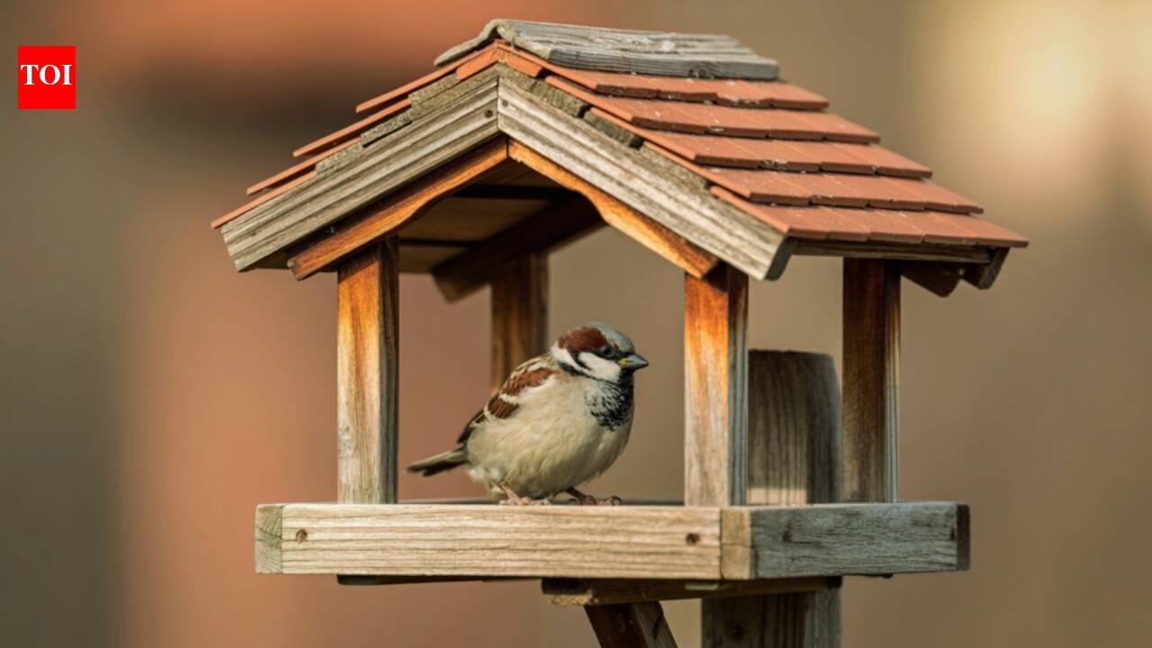 World Sparrow Day 2026: Different types of sparrows in India and where to find them