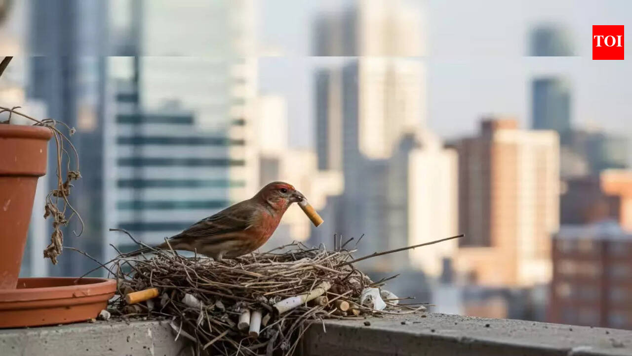 flying bird with cigarette butts A is raising it's babies in a bucket at my workplace : r/mildlyinteresting City Birds Build Homes with
