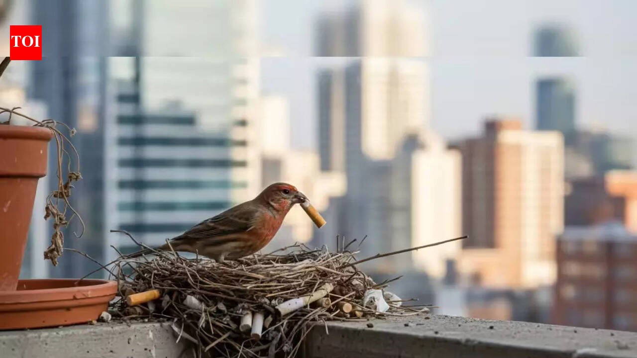 Birds are developing a ‘cigarette habit’: Scientists reveal the surprising reason