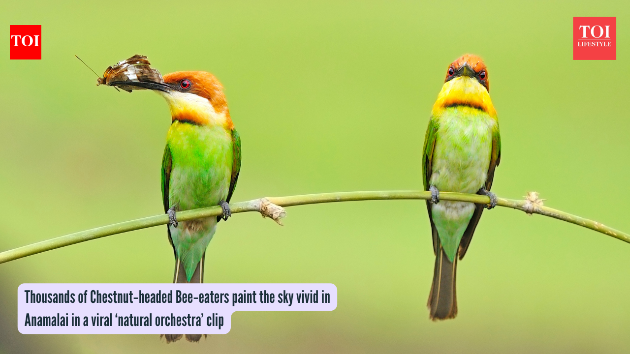 Thousands of Chestnut‑headed Bee‑eaters paint the sky vivid in Anamalai in a viral ‘natural orchestra’ clip