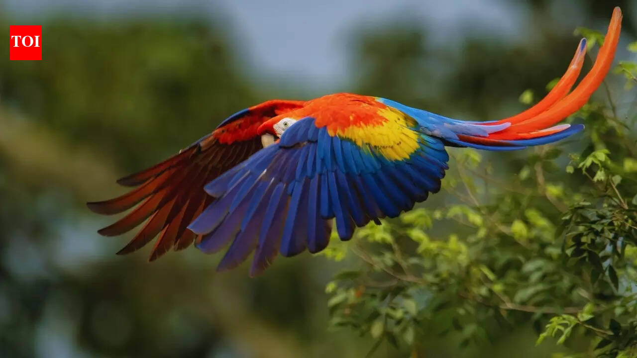 Which continent is known as the Bird Continent?