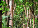 Discover Bengaluru&rsquo;s green escapes on the International Day of Forests