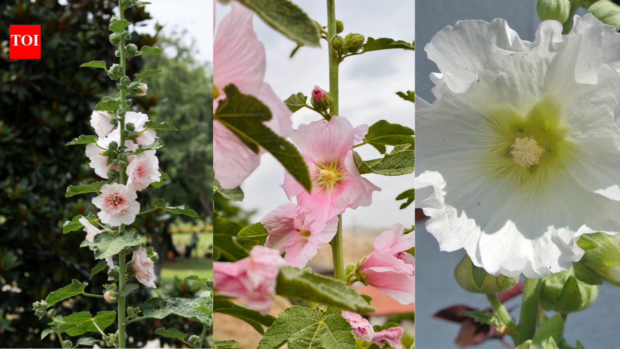 How to grow hollyhock flowers at home and achieve a vibrant summer garden | – The Times of India