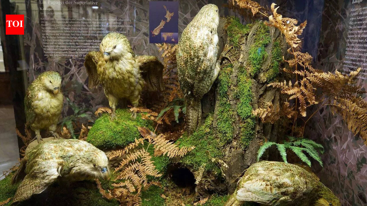 Kākāpō: How the world’s heaviest parrot lost its ability to fly and became one of Earth’s strangest birds