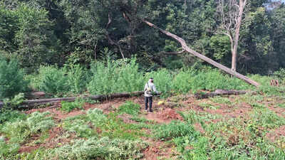 195 tonnes of ganja worth Rs 1346cr seized in 2025: DGP