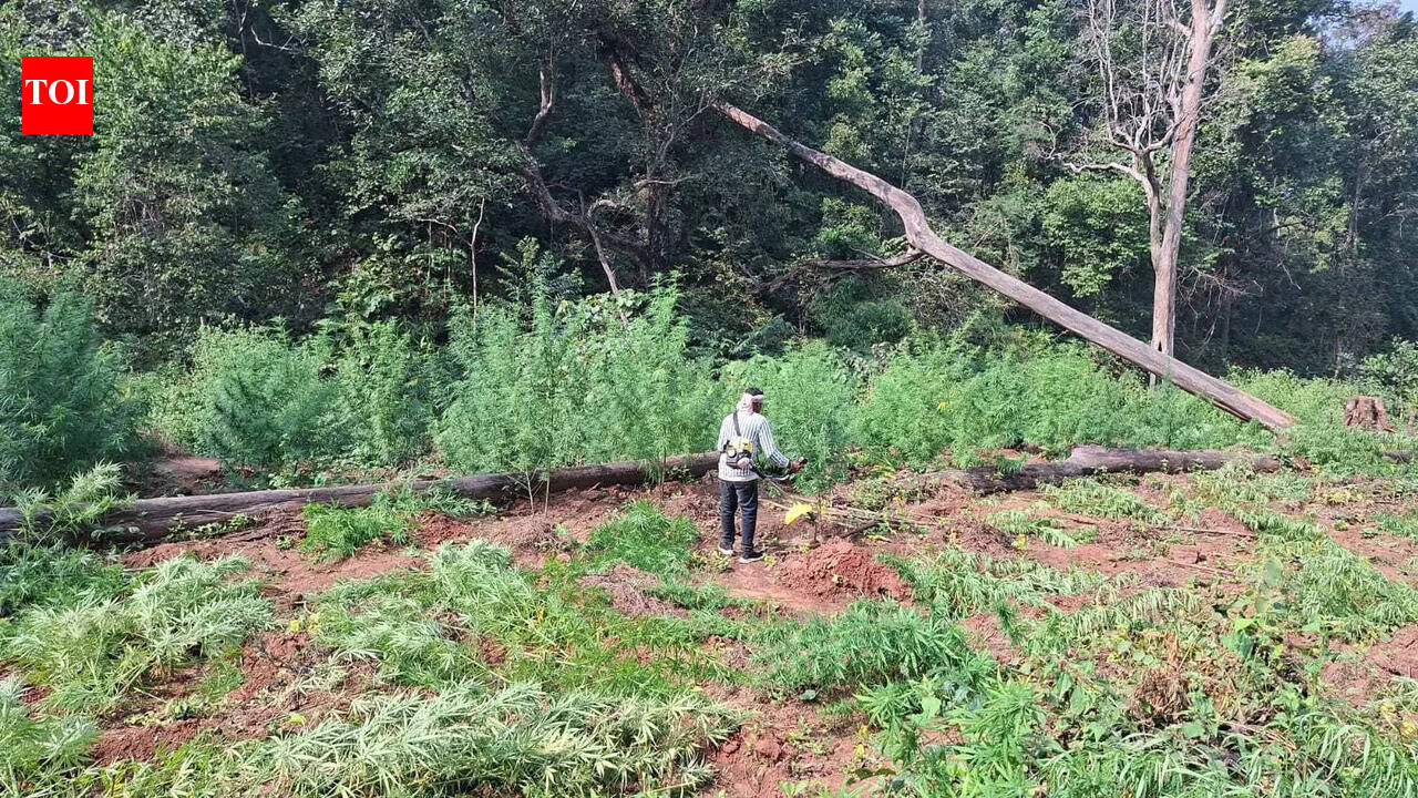 195 tonnes of ganja worth Rs 1346cr seized in 2025: DGP