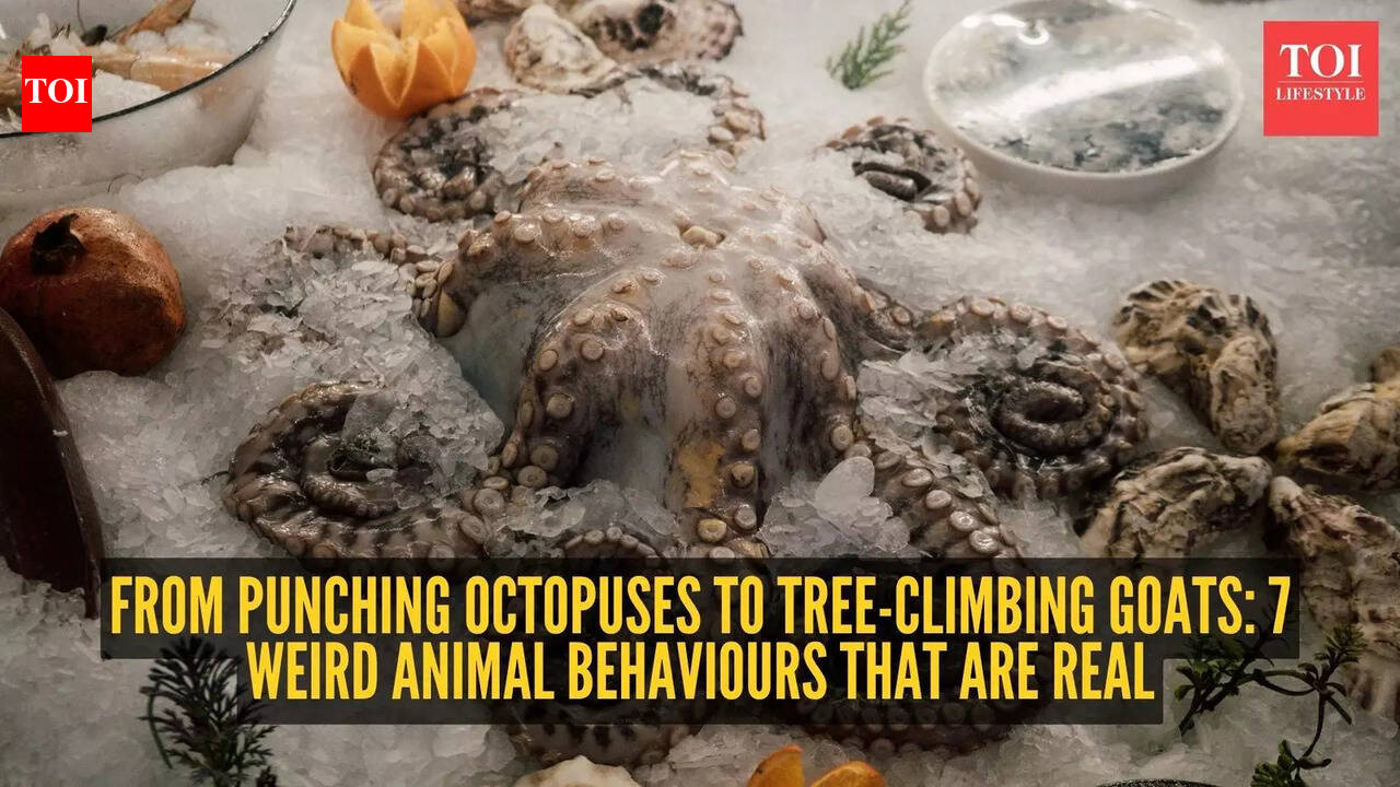 From punching octopuses to tree-climbing goats: 7 weird animal behaviours that are real