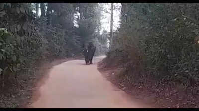 Jumbo runs riot at Nellihudikeri village, damages auto