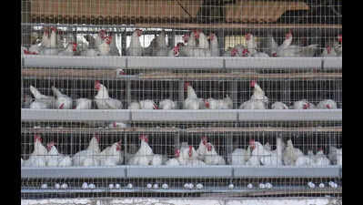 LPG crunch forces poultry vendors in Bengaluru to drop ‘naati koli’ from festive demand list