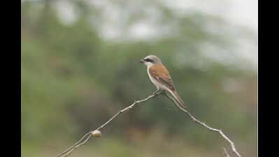 Rare migratory bird recorded along TN coast