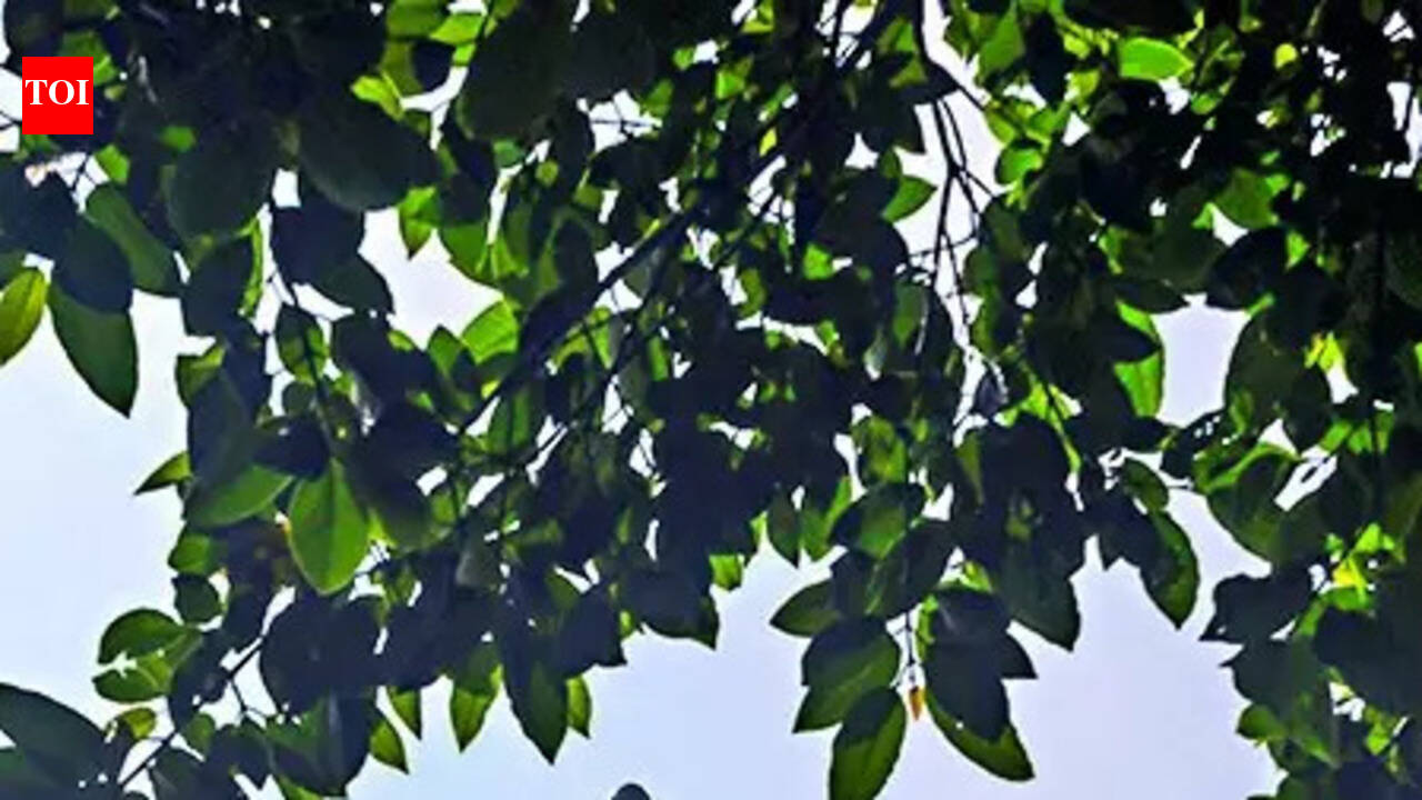 Dropping seat charge will lead to fare hike: Airlines