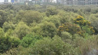 Can cut 46k mangroves for Mumbai project: SC