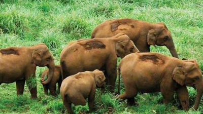  How Sunabeda sanctuary is reclaiming its forests