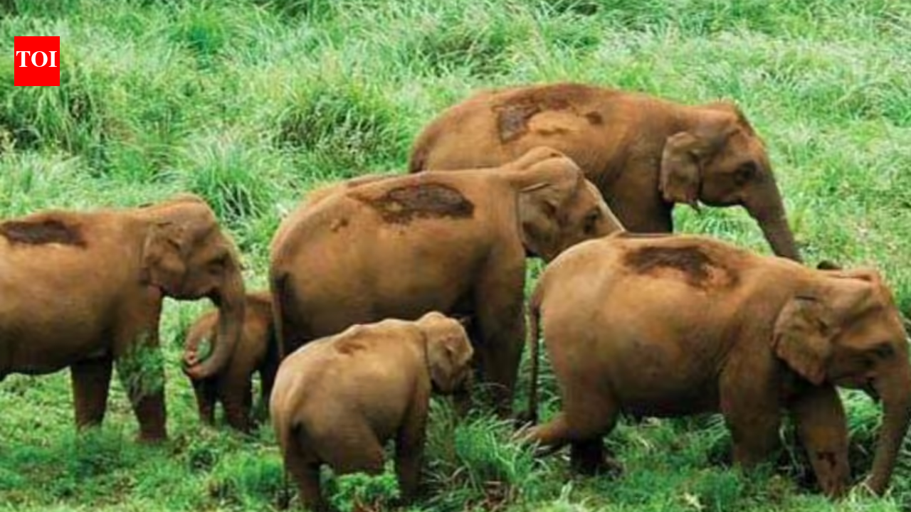 From Maoist stronghold to wildlife revival: How Sunabeda sanctuary is reclaiming its forests