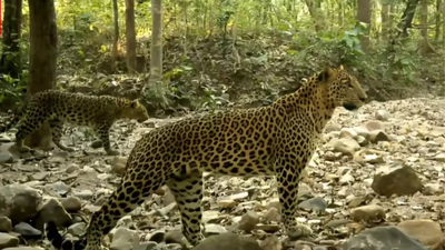 Peace to open corridor for animal movement