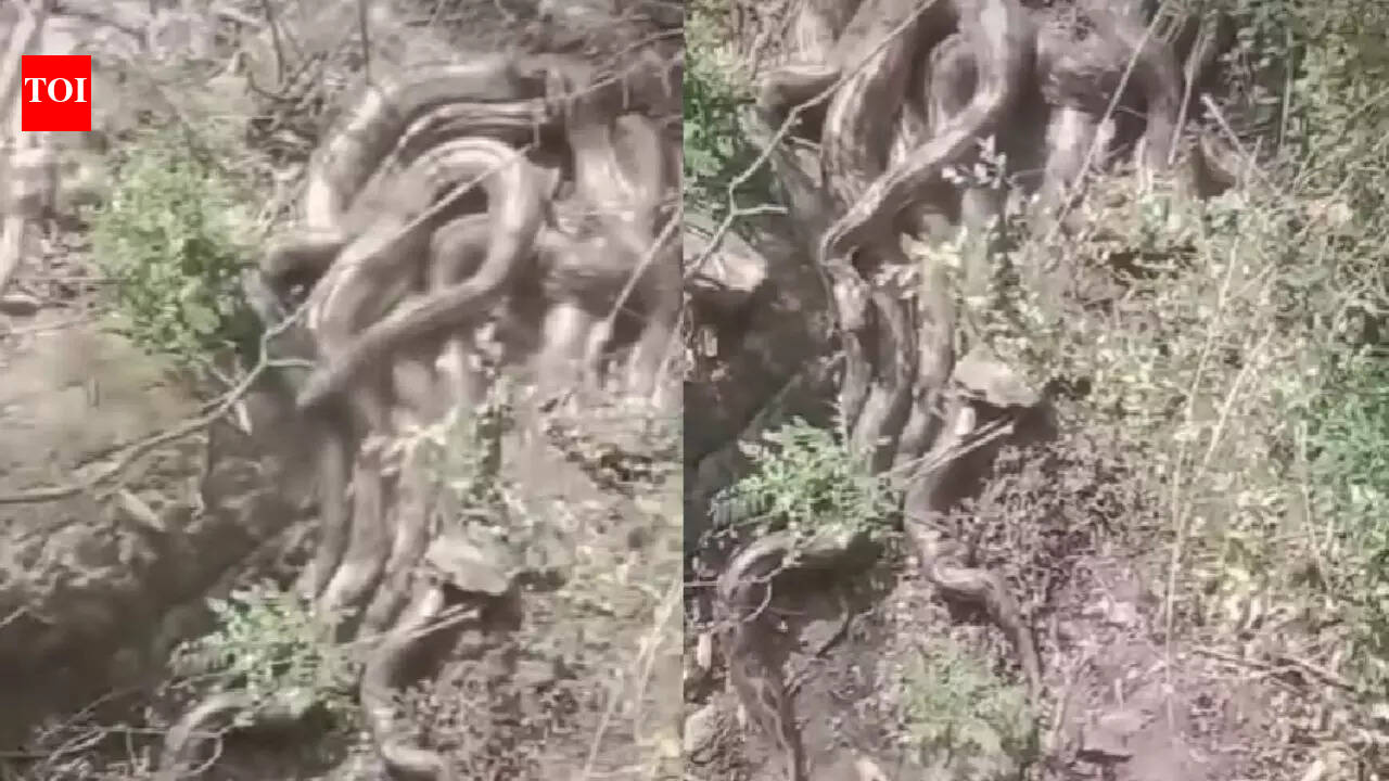 Shocking! Five giant pythons spotted coiled together near temple in Himachal Pradesh; leaves residents stunned