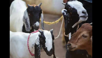 AP govt exempts development charges for livestock activities