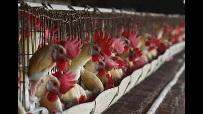 AP govt exempts development charges for livestock activities