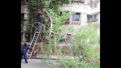 Greens to organise human chain protest in front of Navi Mumbai Municipal Corporation head office to save 440 trees