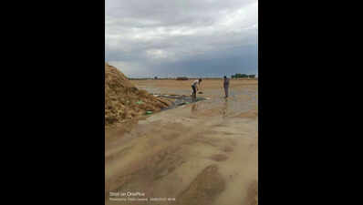 Unseasonal rain ravages Rabi crops, Raj govt promises insurance relief