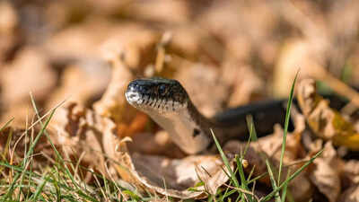 Snake in your garden? Here’s what to do (and not do) to stay safe and avoid common mistakes homeowners make