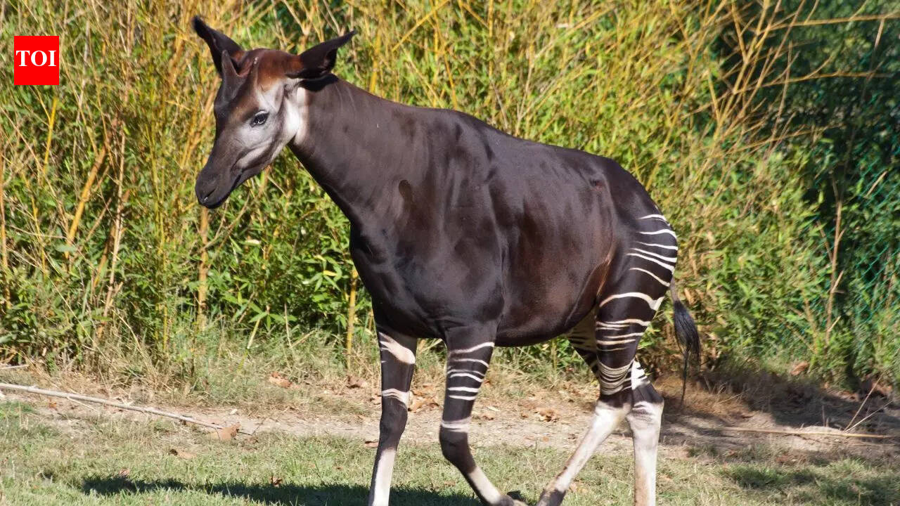 Meet the okapi: Africa’s mysterious animal with zebra legs and a giraffe’s DNA
