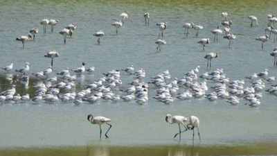 Flamingo habitats face decline as wetlands turn toxic in Navi Mumbai