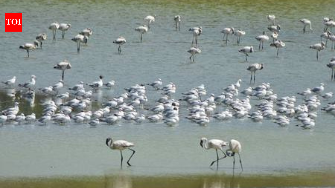 Flamingo habitats face decline as wetlands turn toxic in Navi Mumbai