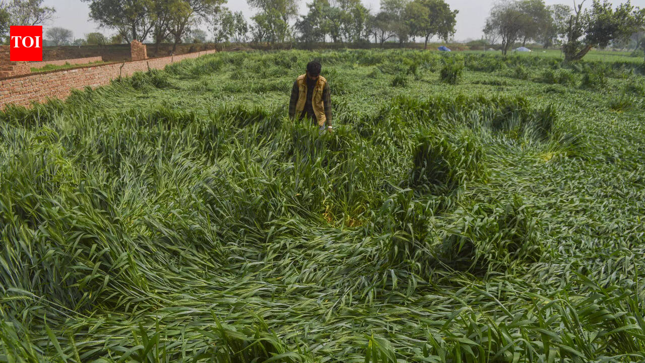 Buxar MP urges CM to aid farmers after crop damage