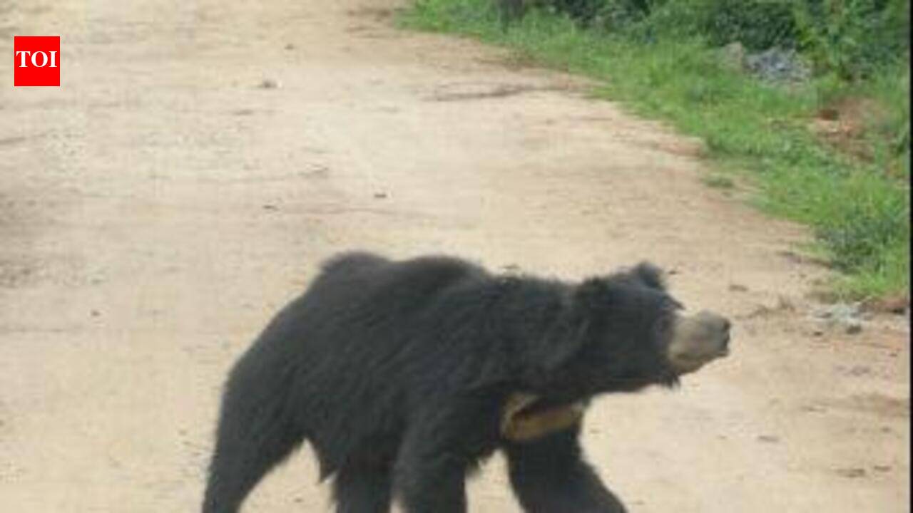 Woman injured in bear attack near VTR