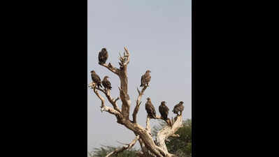 Two bird habitats in Raj in global Steppe Eagle plan