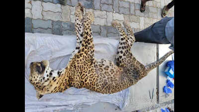 6-year-old rescued leopard dies of kidney disease in Mumbai