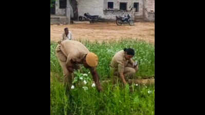 Nagaur police seize 600 opium poppy plants, arrest farmer