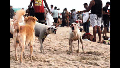 ‘Rabies-controlled’ Goa faces rising canine distemper cases