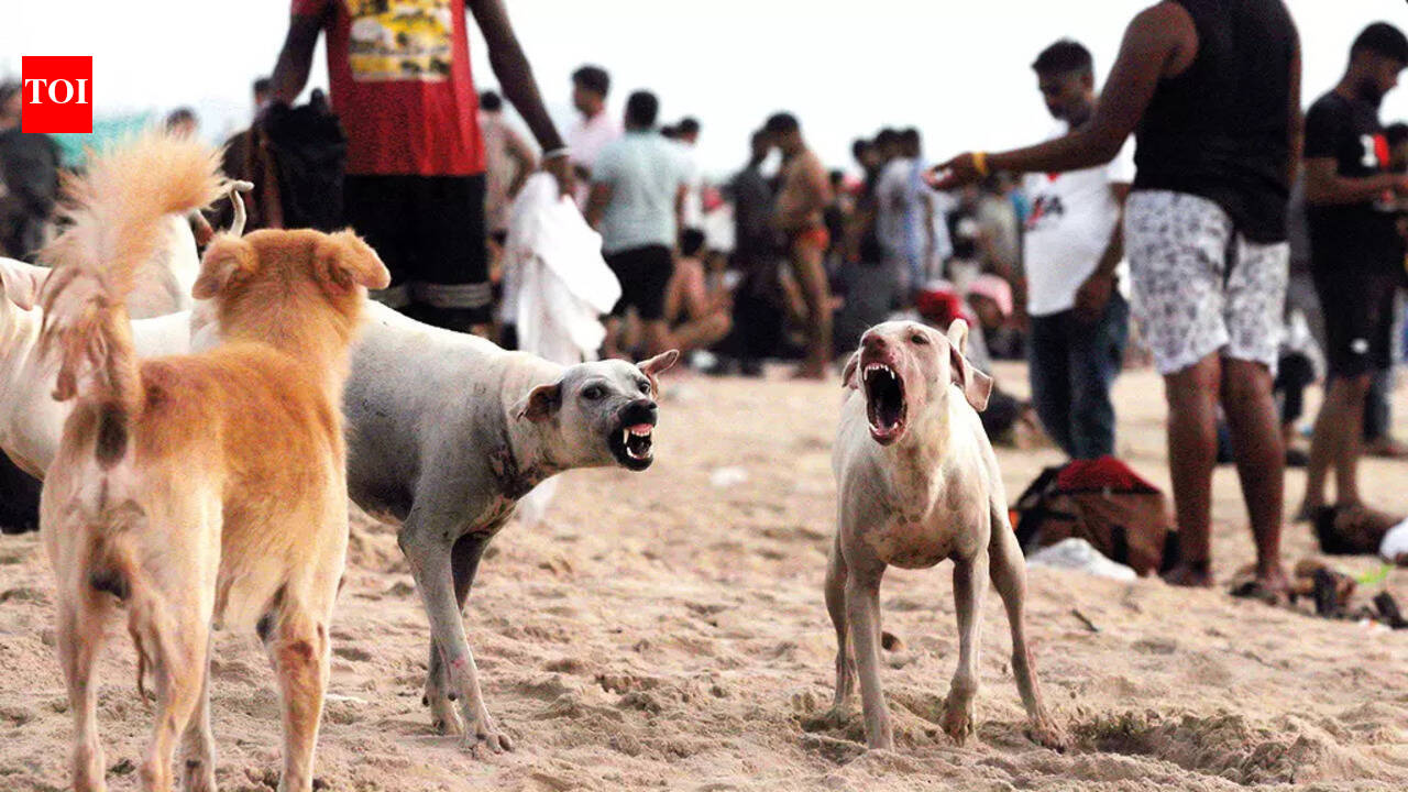 ‘Rabies-controlled’ Goa faces rising canine distemper cases
