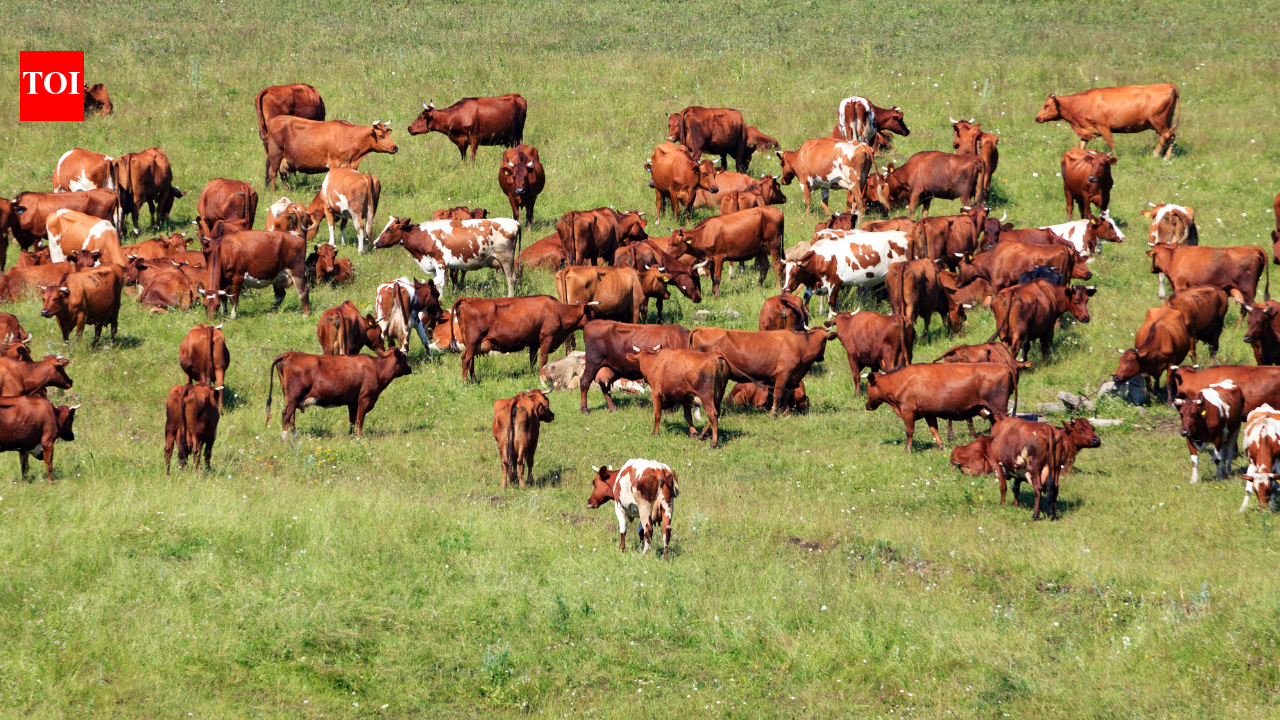 One tap and 600,000 cows start walking to milking stations: Inside the AI farm startup Peter Thiel backed at a $2 billion valuation