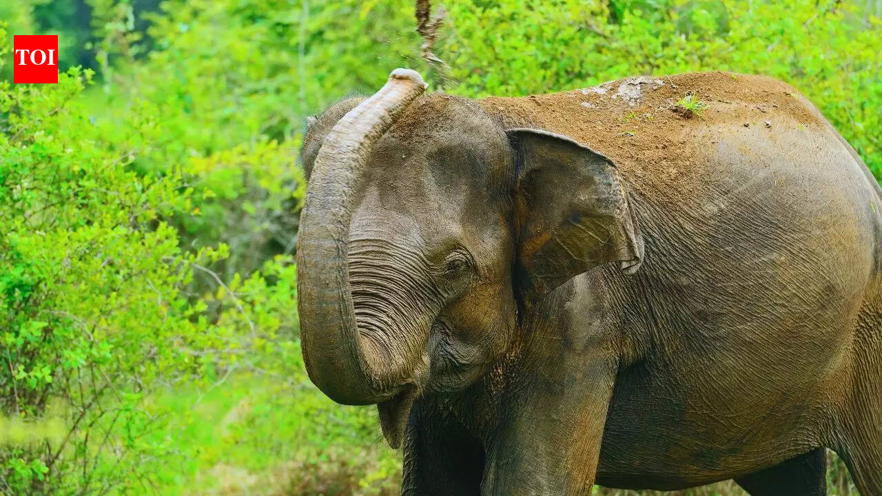 80-year-old woman trampled to death by elephant near Katarniaghat sanctuary in Bahraich; 3rd death in month