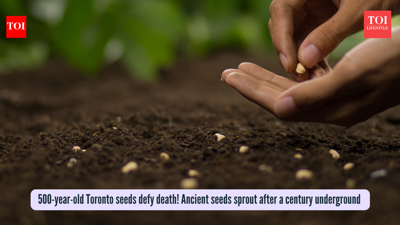500-year-old Toronto seeds defy death! Ancient seeds sprout after a century underground