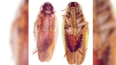 India identifies new cockroach species using DNA-led taxonomy for first time in 267 years