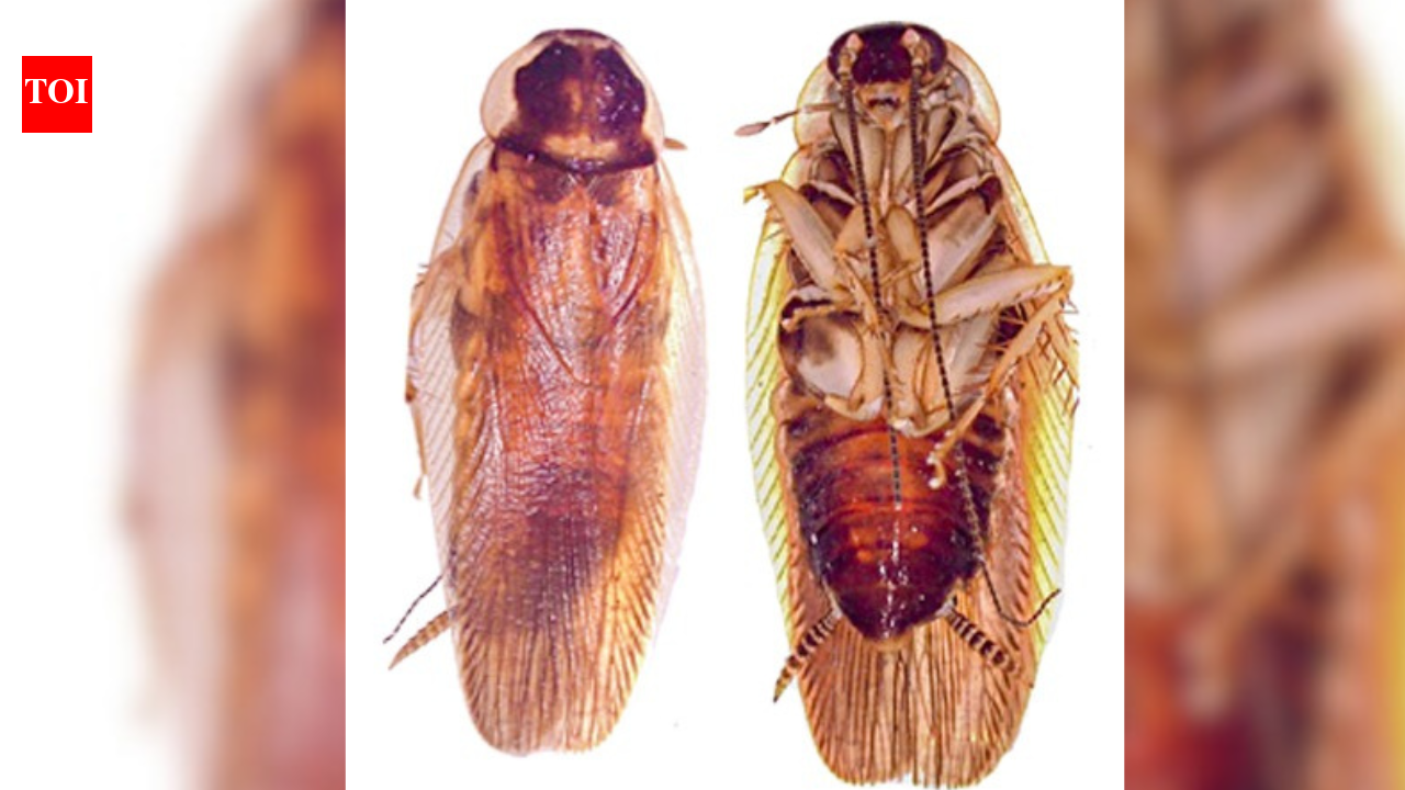 India identifies new cockroach species using DNA-led taxonomy for first time in 267 years