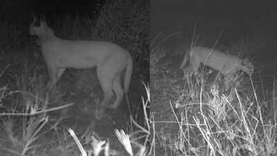 Endangered wild cat sighted in Jaisalmer, forest dept ramps up monitoring