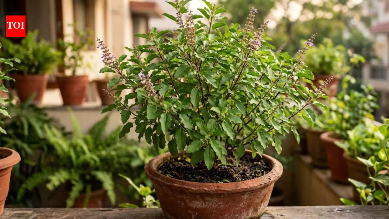 How to care for a Tulsi plant and stop leaves from turning yellow | – The Times of India