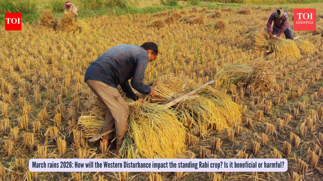March 2026 rains: How will the Western Disturbance impact the standing Rabi crop? Is it beneficial or harmful?