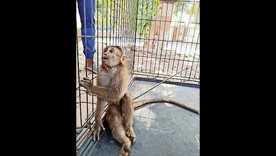 2 more bonnet macaques shot with arrow, 3 archery academies in Thane’s Yeoor under lens