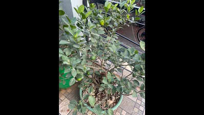 No thorns, no trouble: Lime finds place in Bengaluru’s terrace gardens