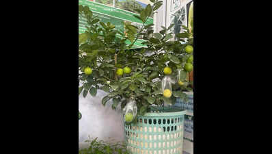 No thorns, no trouble: Lime finds place in Bengaluru’s terrace gardens