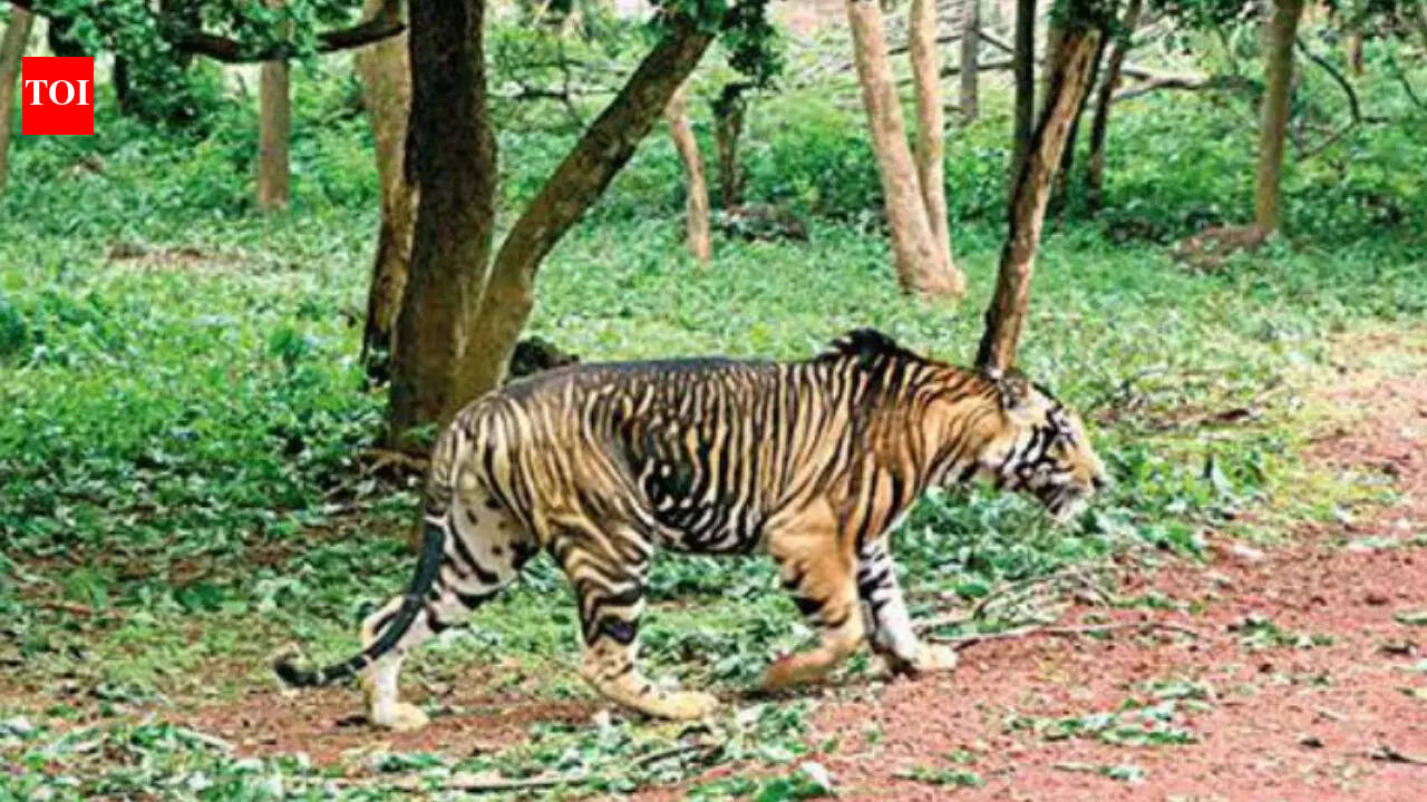 9 arrested in melanistic tiger poaching case