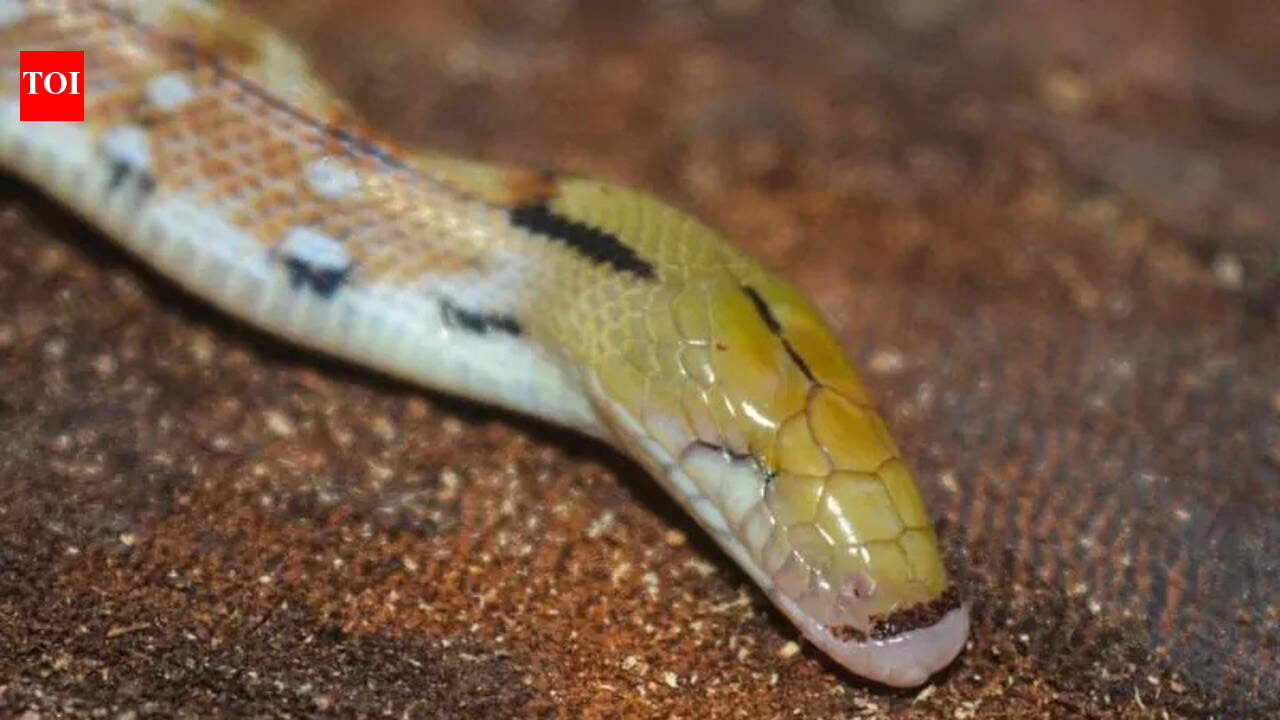 Rare eyeless snake rescued in Pune’s Pashan gets documented in ...